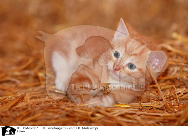 kitten / BM-02687