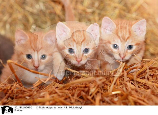 3 kitten / BM-02690