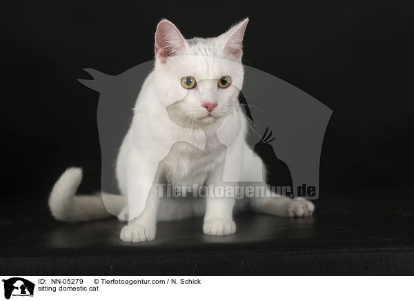 sitting domestic cat / NN-05279