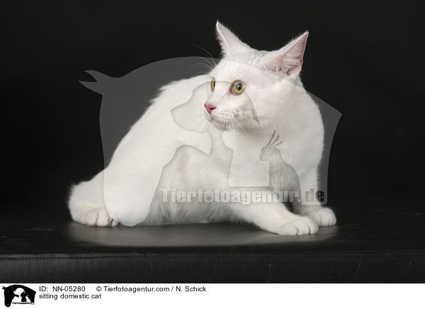 sitting domestic cat / NN-05280