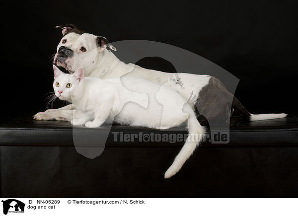 dog and cat / NN-05289