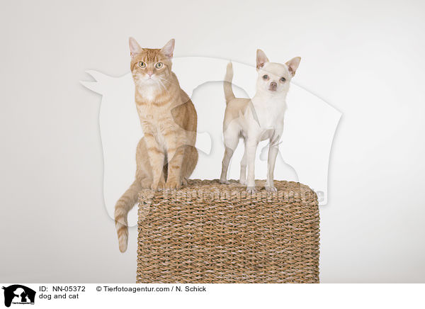 dog and cat / NN-05372