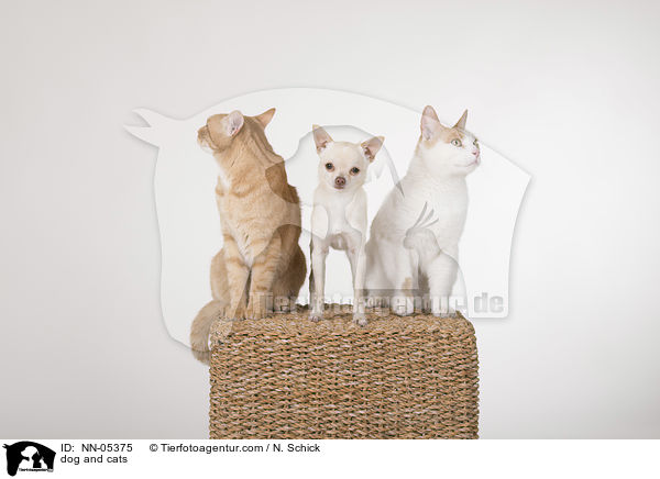 dog and cats / NN-05375