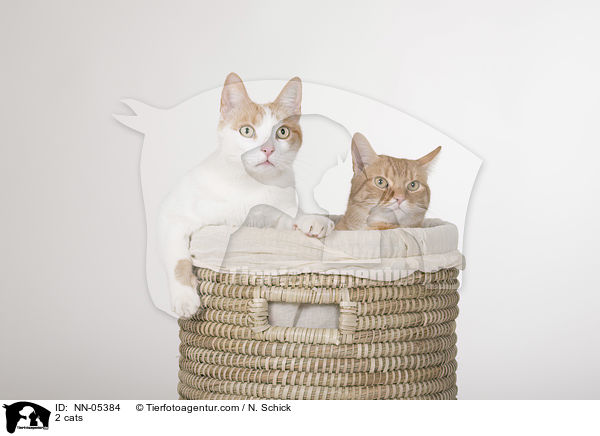 2 cats / NN-05384