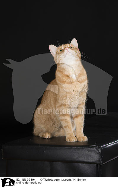 sitting domestic cat / NN-05394