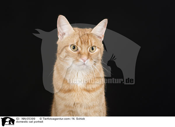 domestic cat portrait / NN-05399