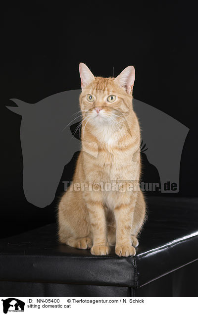 sitting domestic cat / NN-05400