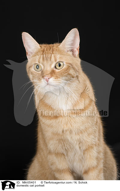 domestic cat portrait / NN-05401