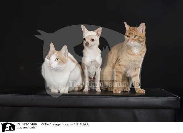 dog and cats / NN-05408