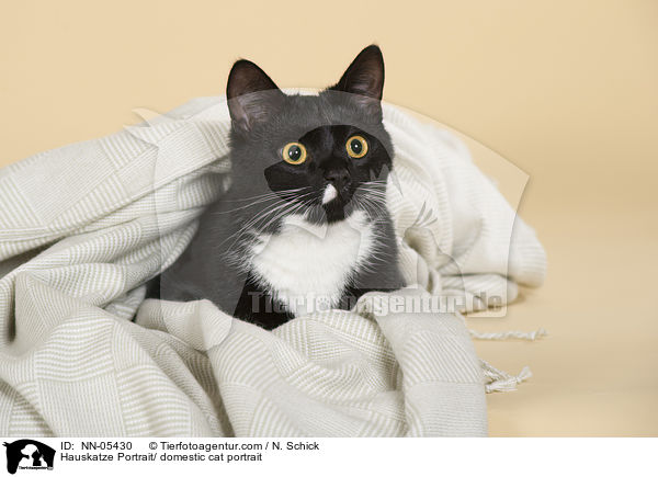 Hauskatze Portrait/ domestic cat portrait / NN-05430