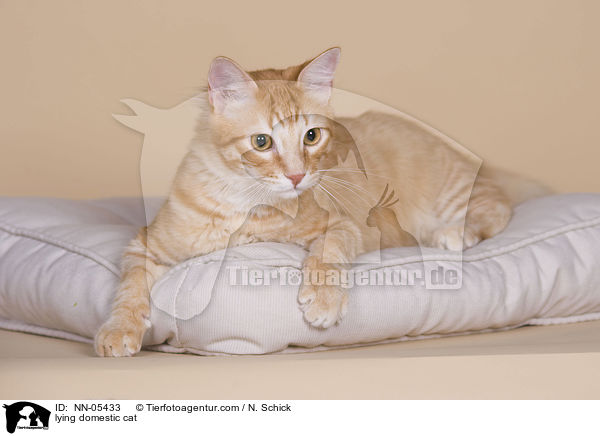 lying domestic cat / NN-05433