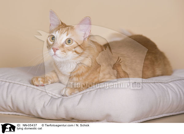 lying domestic cat / NN-05437