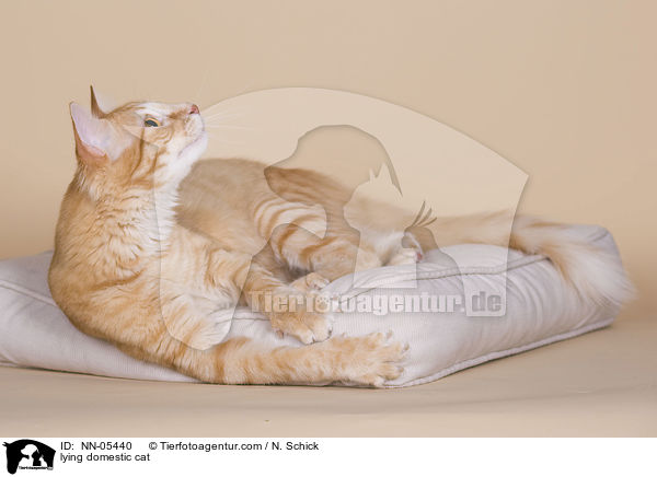 lying domestic cat / NN-05440