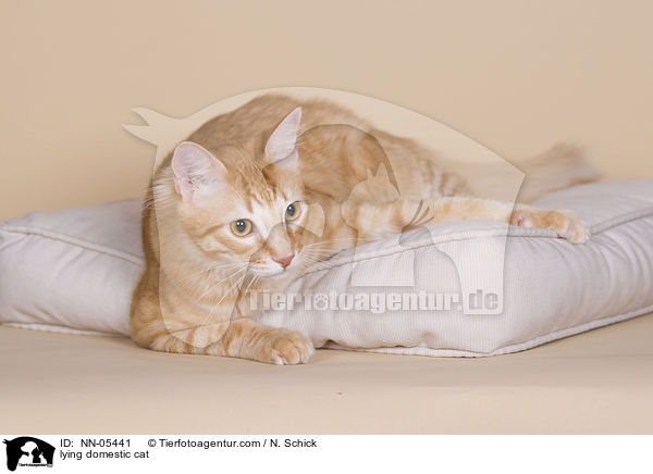 lying domestic cat / NN-05441