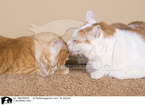 2 domestic cats / NN-05444