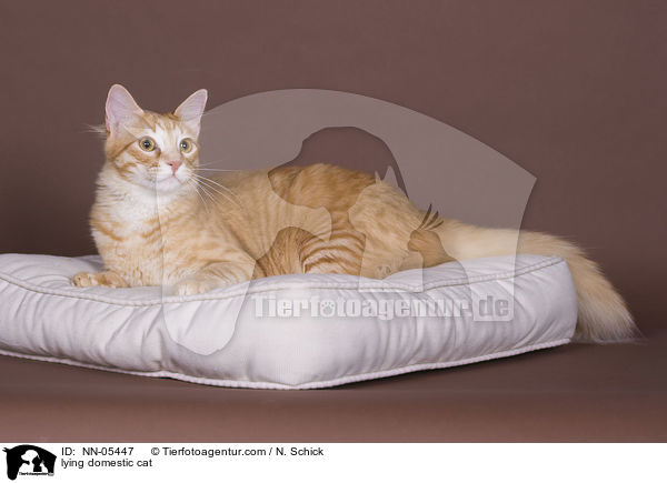 lying domestic cat / NN-05447