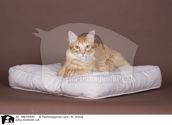 liegende Hauskatze / lying domestic cat / NN-05448