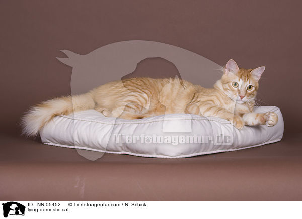 lying domestic cat / NN-05452