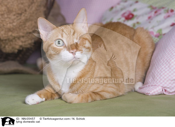 lying domestic cat / NN-05457