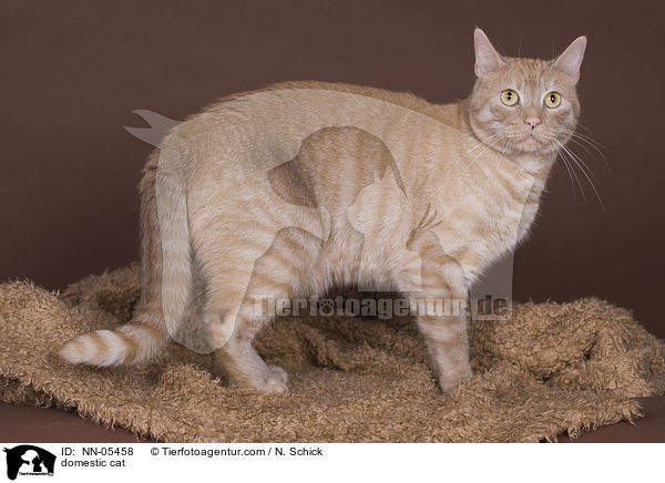 domestic cat / NN-05458
