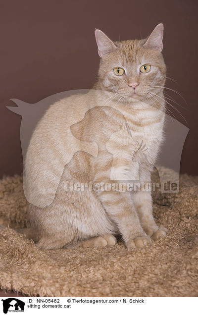 sitting domestic cat / NN-05462