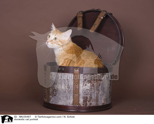 domestic cat portrait / NN-05467