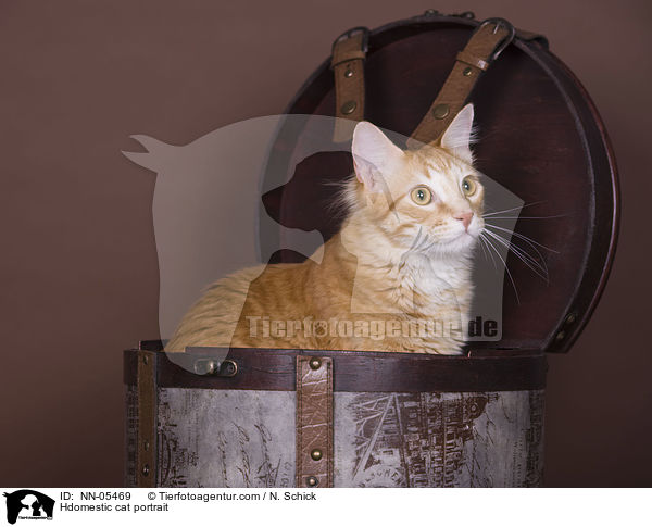 Hdomestic cat portrait / NN-05469