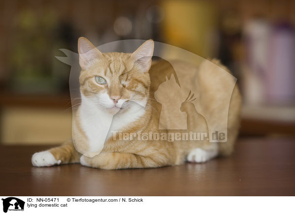 liegende Hauskatze / lying domestic cat / NN-05471