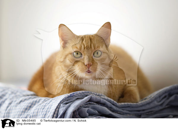 lying domestic cat / NN-05485