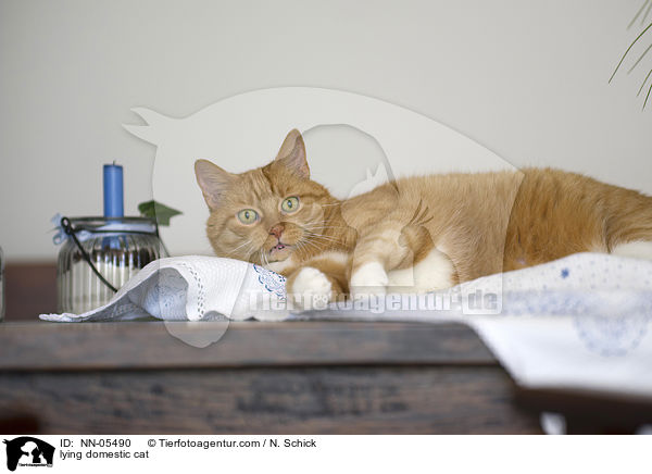 lying domestic cat / NN-05490