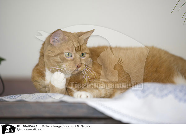 lying domestic cat / NN-05491
