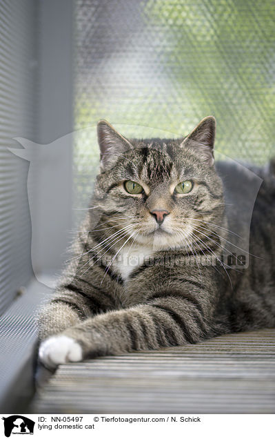 lying domestic cat / NN-05497