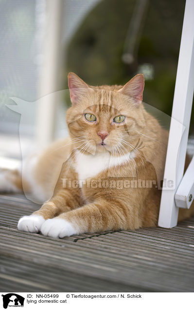 lying domestic cat / NN-05499