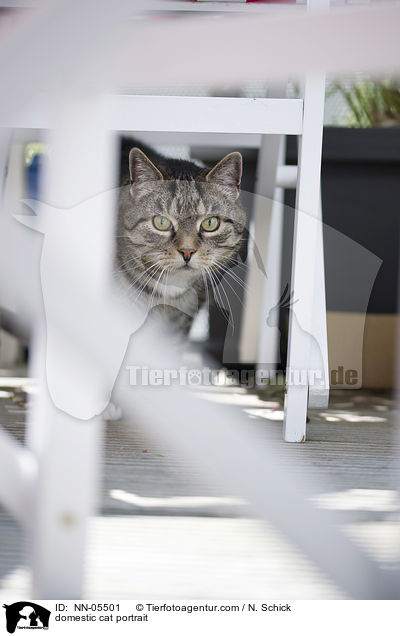 domestic cat portrait / NN-05501