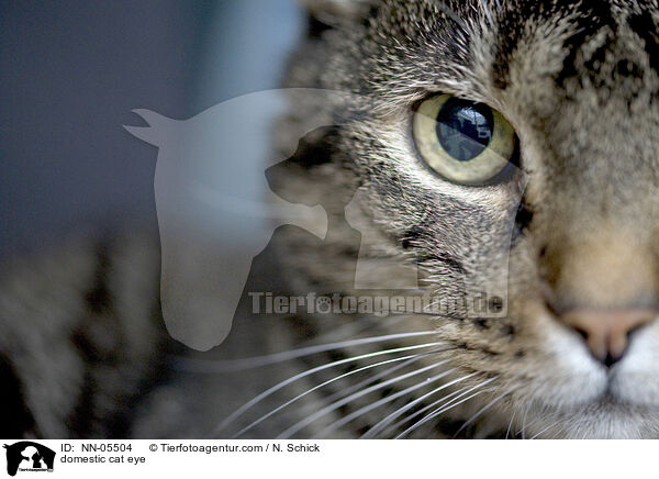 domestic cat eye / NN-05504