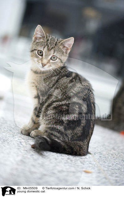 young domestic cat / NN-05509