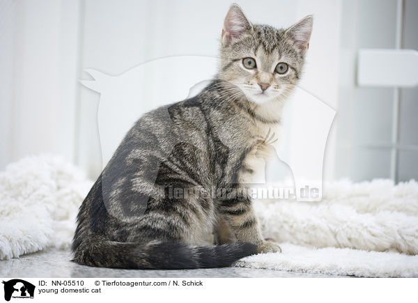 young domestic cat / NN-05510