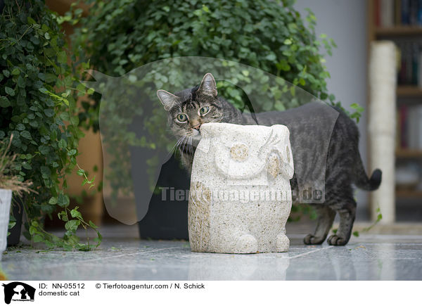 Hauskatze / domestic cat / NN-05512