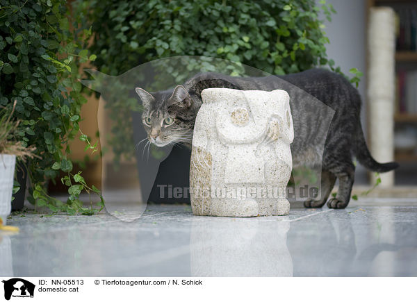 Hauskatze / domestic cat / NN-05513