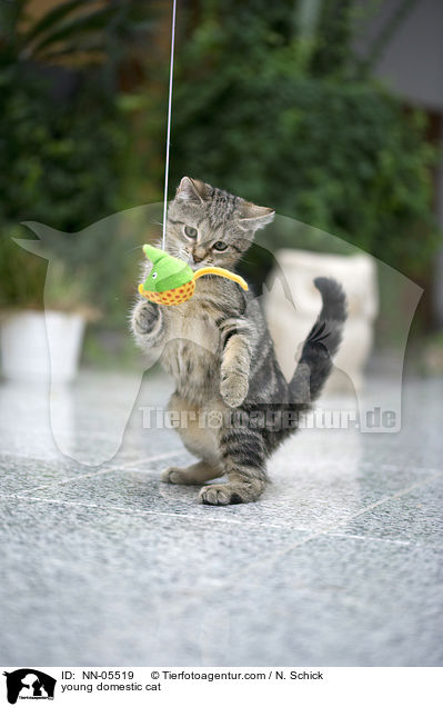 young domestic cat / NN-05519