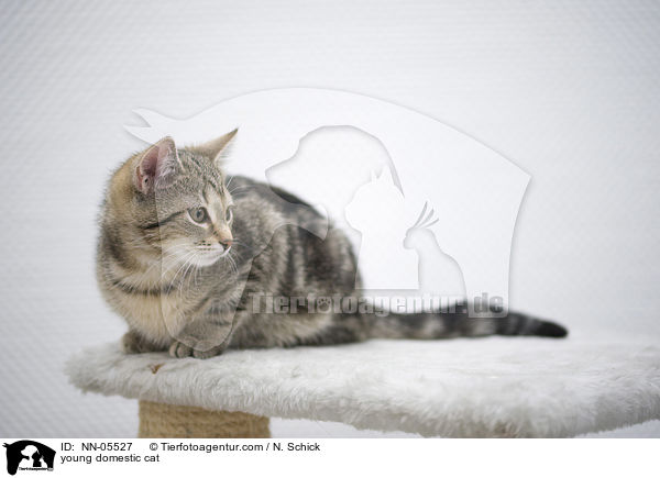 young domestic cat / NN-05527