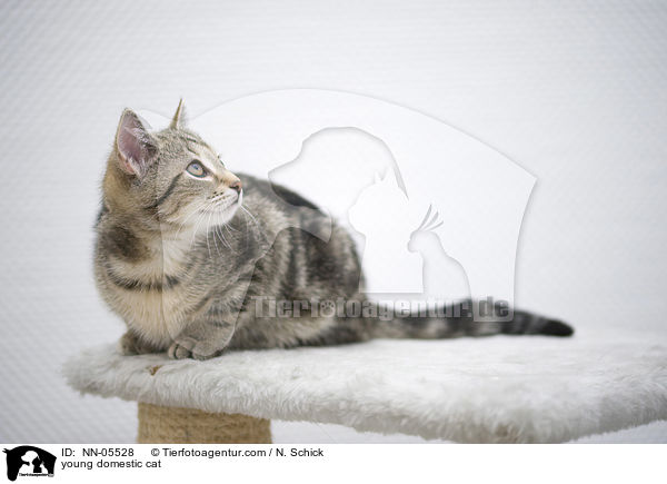 young domestic cat / NN-05528