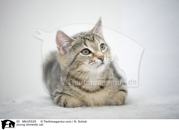 young domestic cat / NN-05529