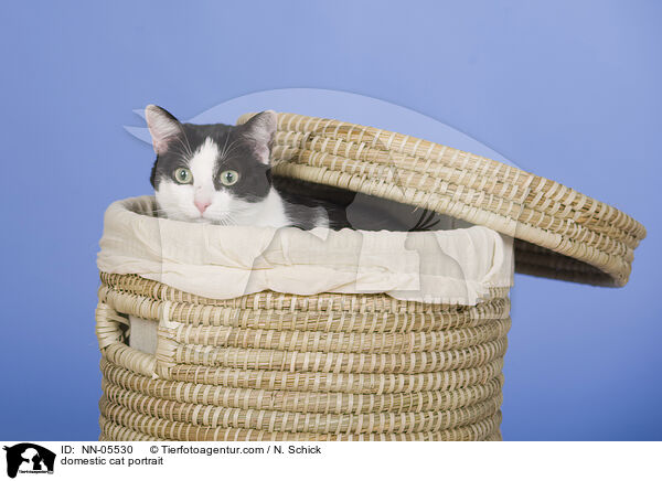 domestic cat portrait / NN-05530