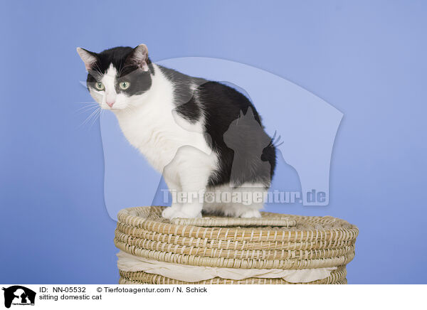 sitting domestic cat / NN-05532