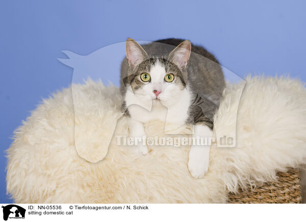 sitting domestic cat / NN-05536