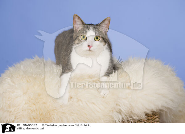 sitting domestic cat / NN-05537