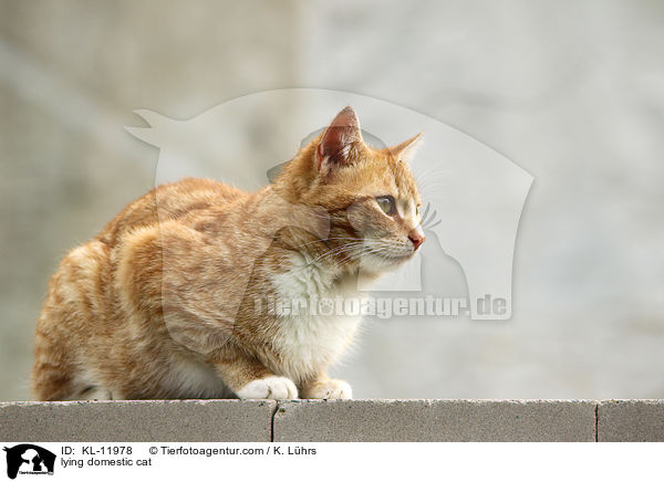 lying domestic cat / KL-11978