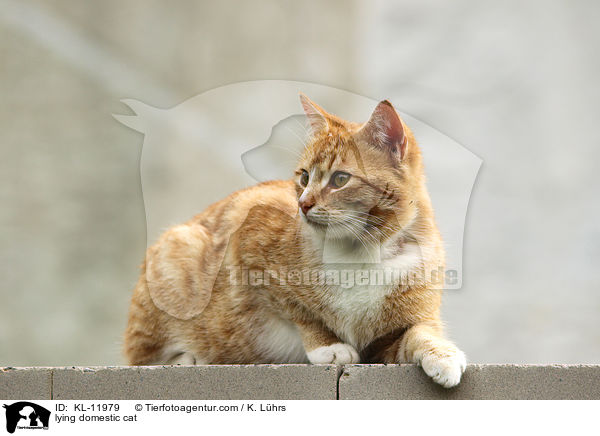 lying domestic cat / KL-11979