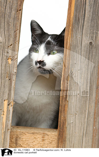 domestic cat portrait / KL-11983